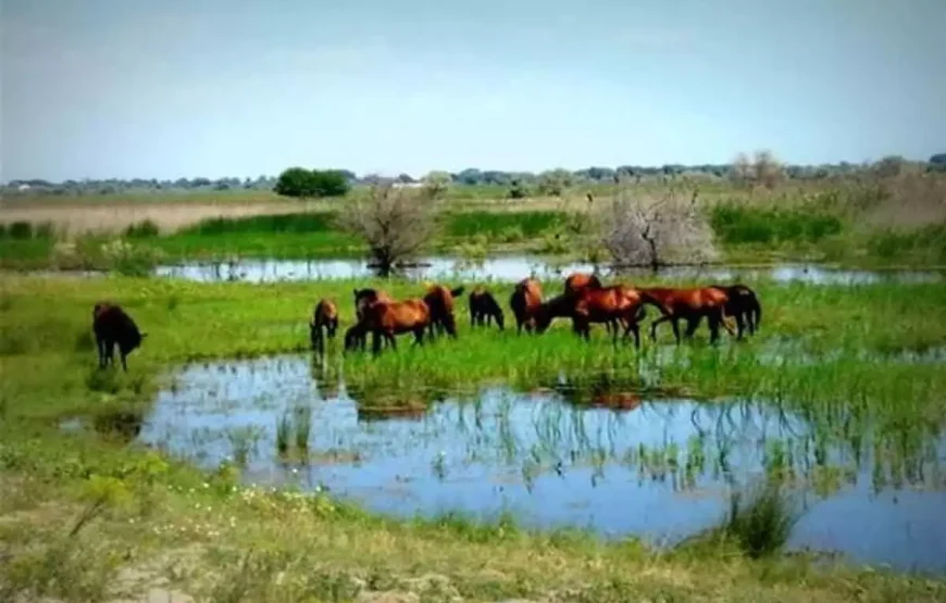 Croaziera in Delta Dunarii De la Tulcea la varsarea in mare