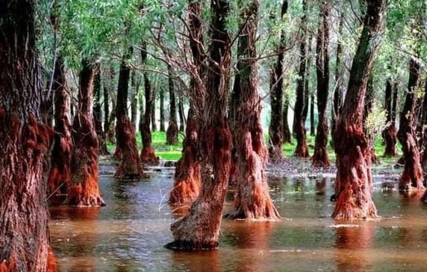 Croaziera in Delta Dunarii De la Tulcea la varsarea in mare