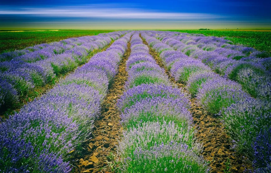 Excursie Grădina cu Lavandă Paicu