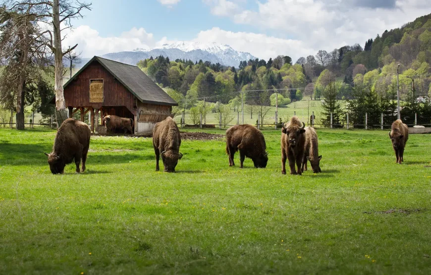 Târgul de Crăciun de la Brașov și Valea Zimbrilor