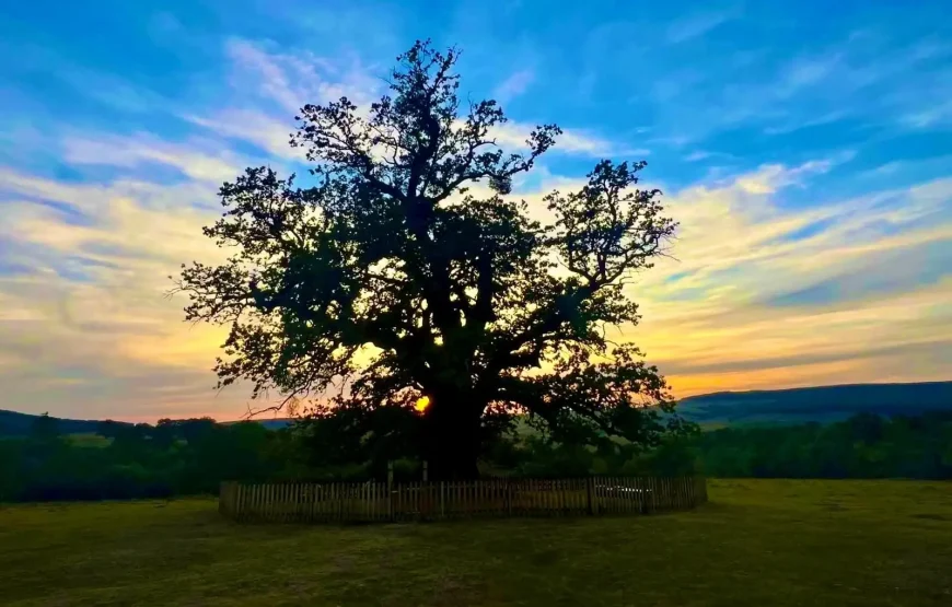 Bătrânul Carpaților de la Mercheasa Cetatea Rupea