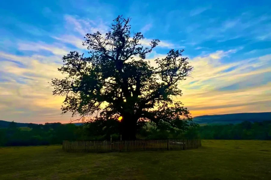 Bătrânul Carpaților de la Mercheasa Cetatea Rupea