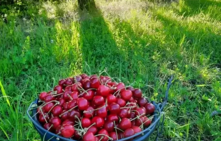 Gustul cireșelor din copilărie